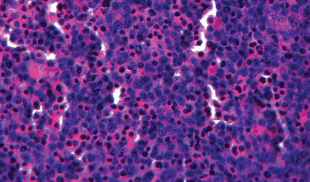 [Image: organovo-liver-tissue-model-1.jpg]