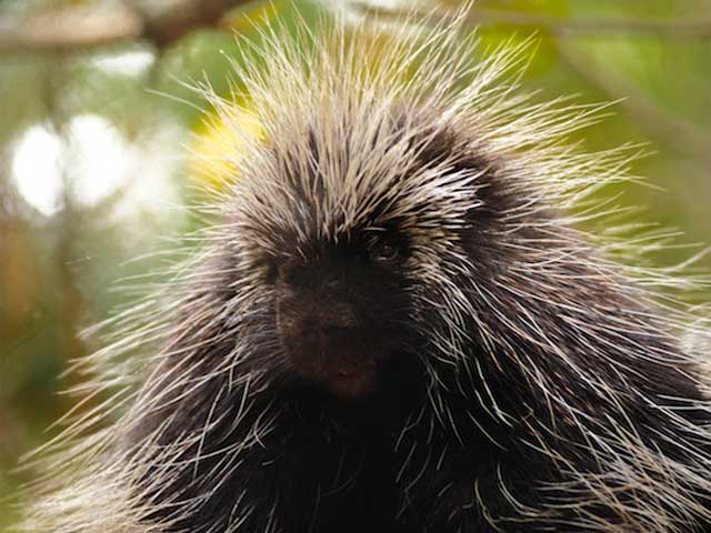 Porcupine Quills Inspire Next Generation Needles